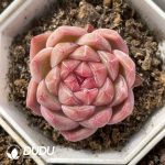 Echeveria No. 002 - Image 2