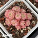 Echeveria Redberry Clustering