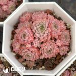Echeveria Redberry Clustering - Image 2