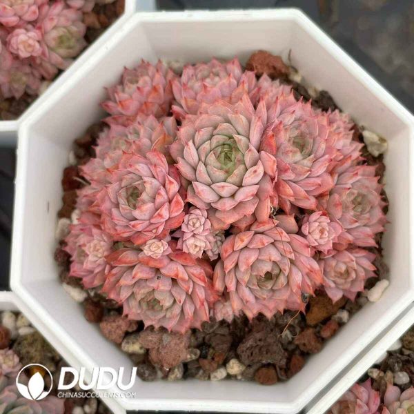 Echeveria Redberry Clustering - Image 2