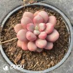Pachyphytum Sapphire Coral Bead
