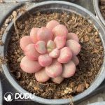 Pachyphytum Sapphire Coral Bead - Image 2