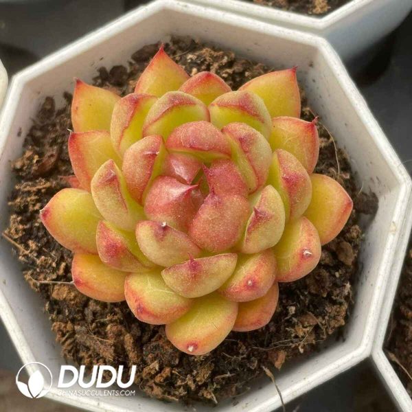 Echeveria TGZN - Image 2