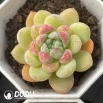 Echeveria Magic - Image 2
