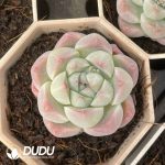 Echeveria 063 - Image 2