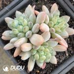 Pachyphytum Green Heart Beauty Clustering