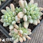 Pachyphytum Green Heart Beauty Clustering - Image 2