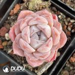 Echeveria Green Jellyfish