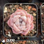 Echeveria Green Jellyfish - Image 2