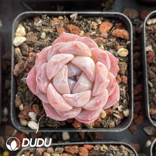 Echeveria Green Jellyfish - Image 2