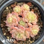 Echeveria Super Circle Clustering