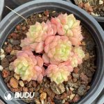 Echeveria Super Circle Clustering - Image 2