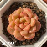 Echeveria Iced Grape