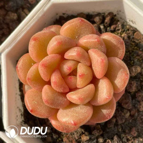 Echeveria Iced Grape - Image 2