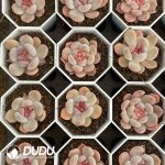 Echeveria 060 - Image 2