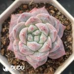 Echeveria Round Diamond