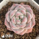 Echeveria Round Diamond - Image 2