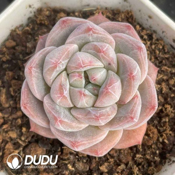 Echeveria Round Diamond - Image 2