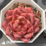 Echeveria 037