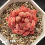 Echeveria 037 - Image 2