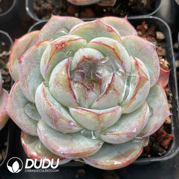 Echeveria Fat Tiger - Image 2