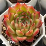 Echeveria Flames - Image 2