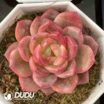 Echeveria 033