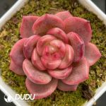 Echeveria 033 - Image 2