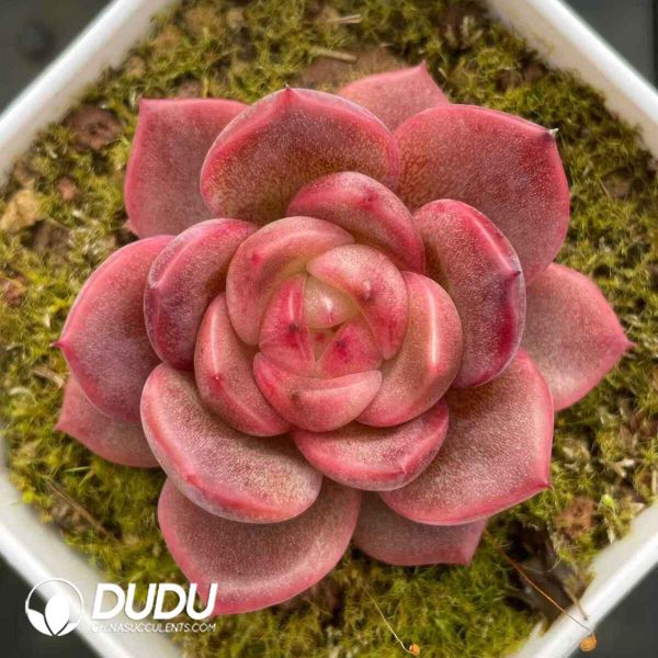 Echeveria 033 - Image 2