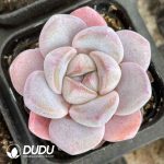 Echeveria Candy