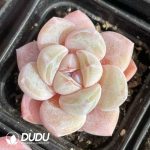 Echeveria Candy - Image 2