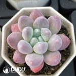 Pachyphytum Pretty's Finger