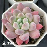 Pachyphytum Pretty's Finger - Image 2