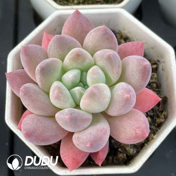 Pachyphytum Pretty's Finger - Image 2