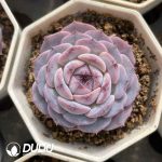 Echeveria Rezry - Image 2