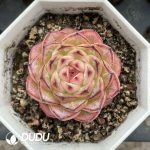 Echeveria Green Bodhi Black Margin