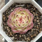 Echeveria Green Bodhi Black Margin - Image 2