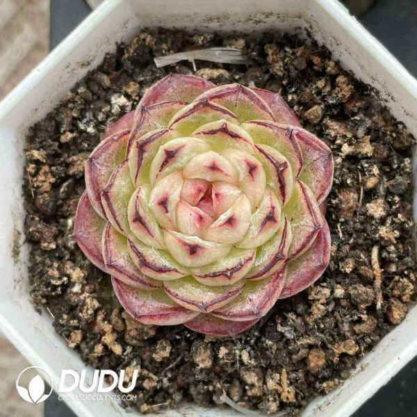 Echeveria Green Bodhi Black Margin - Image 2