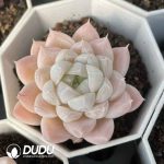 Echeveria Glacier - Image 2