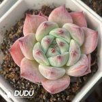 Echeveria 021 - Image 2