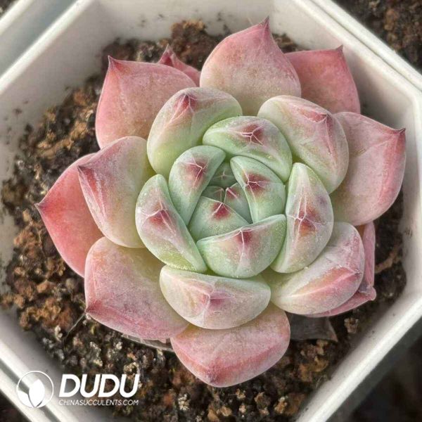 Echeveria 021 - Image 2