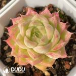 Echeveria Queen - Image 2
