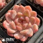 Echeveria Sugar Heart 088