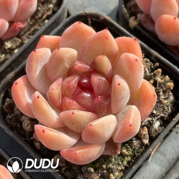 Echeveria Sugar Heart 088 - Image 2