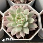 Echeveria Prism Variegated