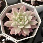 Echeveria Prism Variegated - Image 2