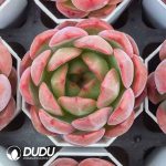 Echeveria Red Monroe