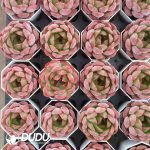 Echeveria Red Monroe - Image 2