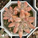 Pachyphytum Urakla Clustering