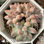 Pachyphytum Urakla Clustering - Image 2